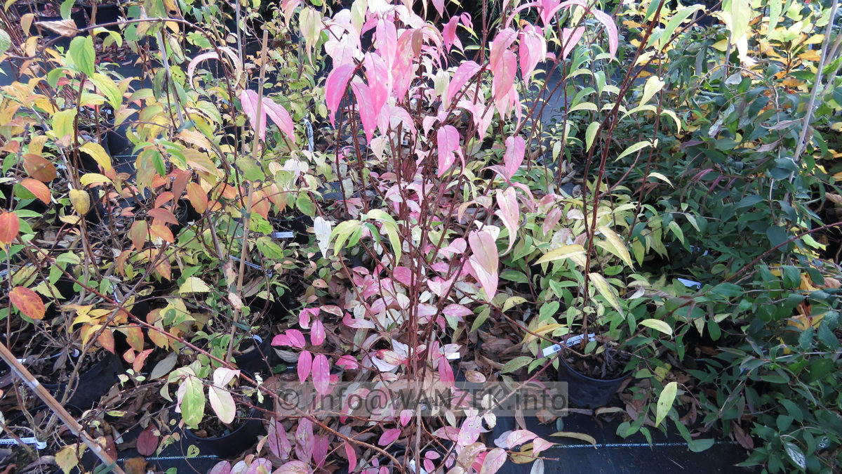 Deutzia Strawberry Fields - Herbstfaerbung rosa-weiss.JPG